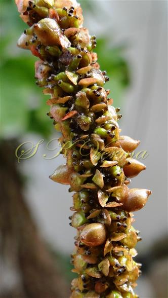  Spike with unequally developed drupes